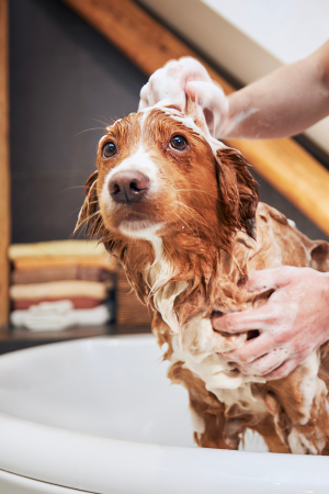 Premium Grooming Gold Package