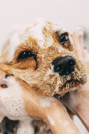 Standard Grooming Silver Package